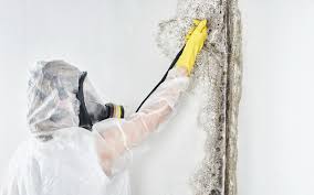 Environmental Consulting for Mold Prevention in Angleton, TX